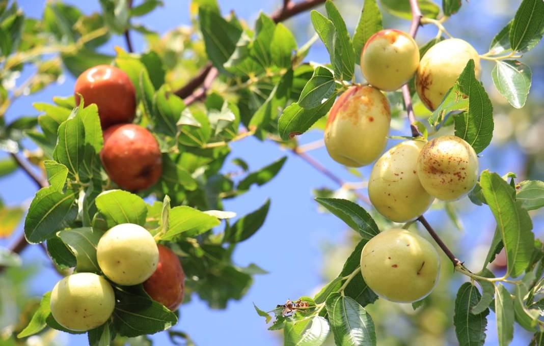 Bahçeye doğal çit olsun diye dikmişlerdi: Gelir kapısı oldu! Kilosunu 50 TL'den satıyor, bir taşla iki kuş... 19